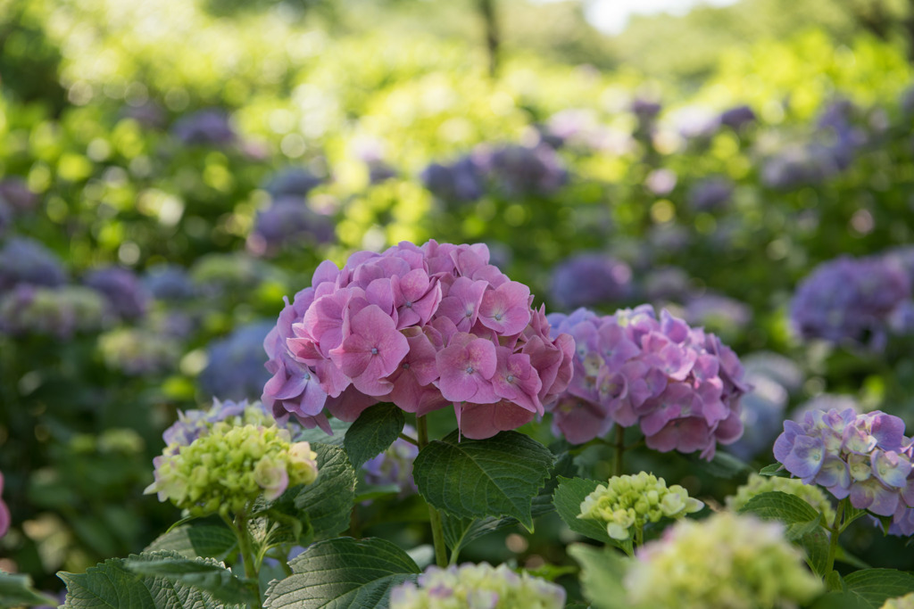 【相模原北公園(紫陽花：センセーション)】20160611