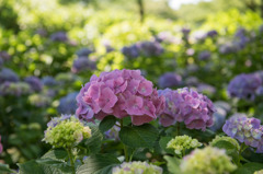 【相模原北公園(紫陽花：センセーション)】20160611