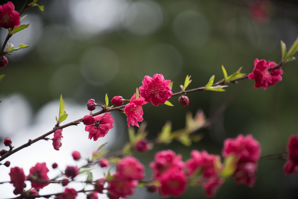 【新宿御苑(ハナモモ)】⑦20160402