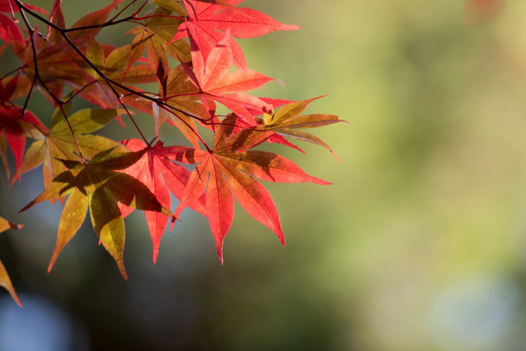 【薬師池公園(紅葉)】⑫20151121
