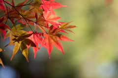 【薬師池公園(紅葉)】⑫20151121