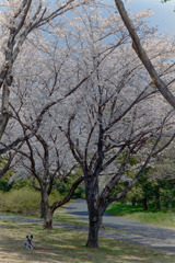 昭和記念公園【さくら橋近くの桜林の眺め】④20190406
