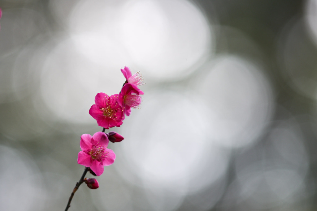 大倉山公園梅林【梅の花：紅千鳥】②20260206