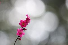 大倉山公園梅林【梅の花：紅千鳥】②20260206