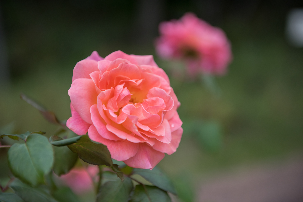 【花菜ガーデン(薔薇：タイフーン)】20161010