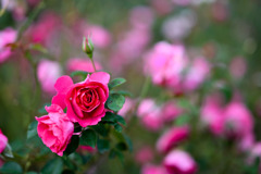 大船フラワーセンター【秋パラ：うらら】①20251102