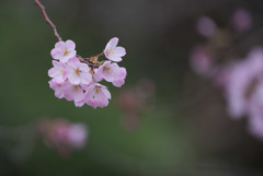 神代植物公園【桜：神代曙】①20190323