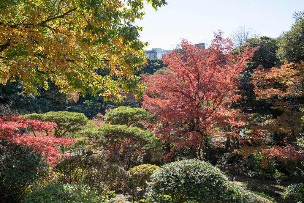 都内紅葉名所巡り3【旧古河庭園：展望台から紅葉の眺め】①20211128