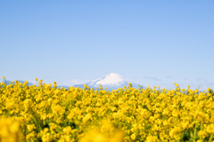 ソレイユの丘【菜の花畑と富士山】②20250219