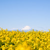 ソレイユの丘【菜の花畑と富士山】②20250219