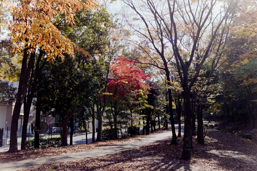 【心行寺裏手沿いの紅葉】①20181125