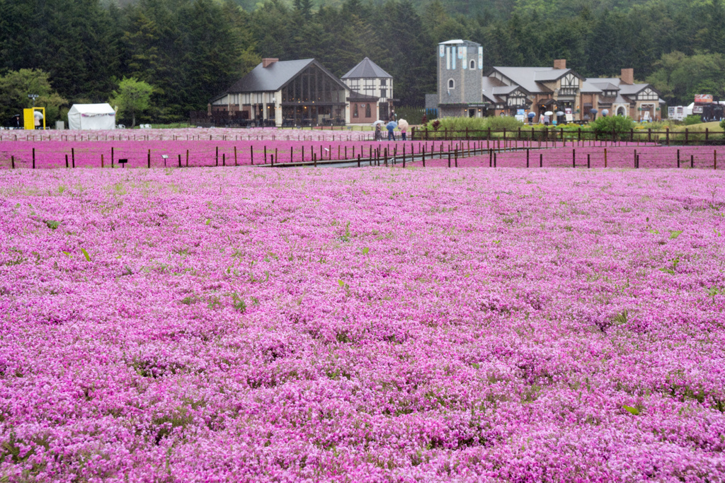 【富士芝桜まつり】④20240507