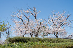 近所のサクラ【小黒公園】20200402