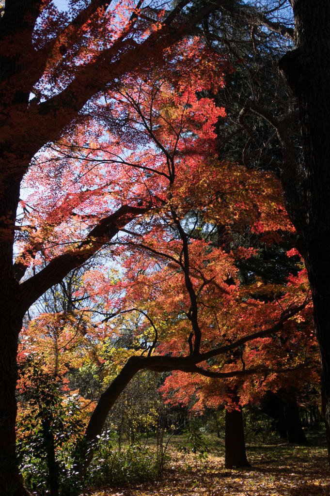 新宿御苑【新宿門近くの見頃のモミジ】①20161210