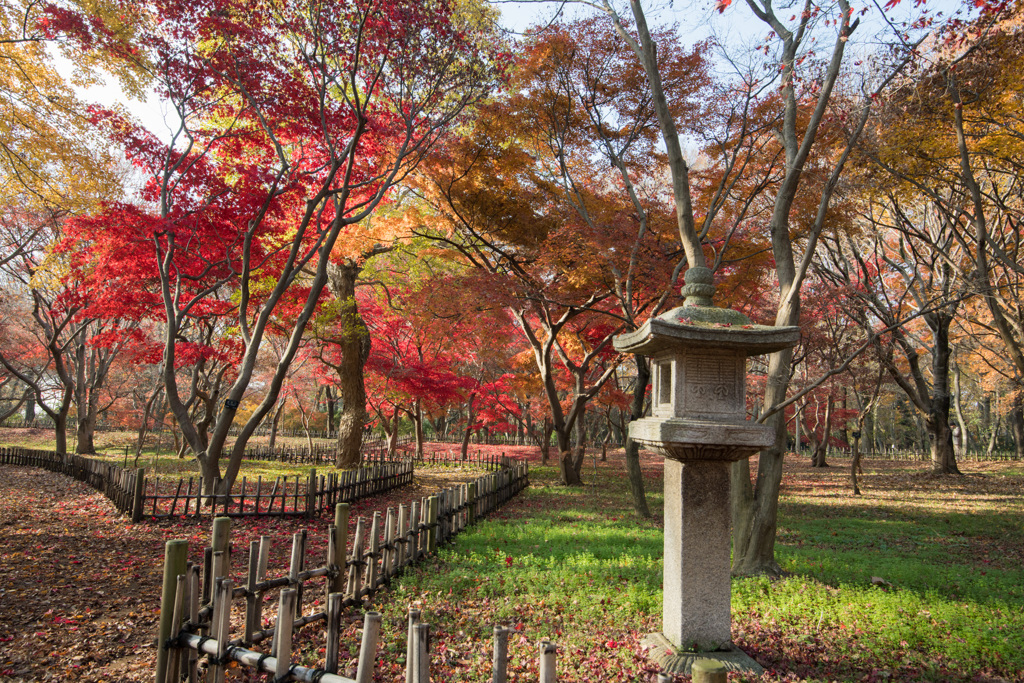 神代植物公園【かえで園の紅葉】④20201213