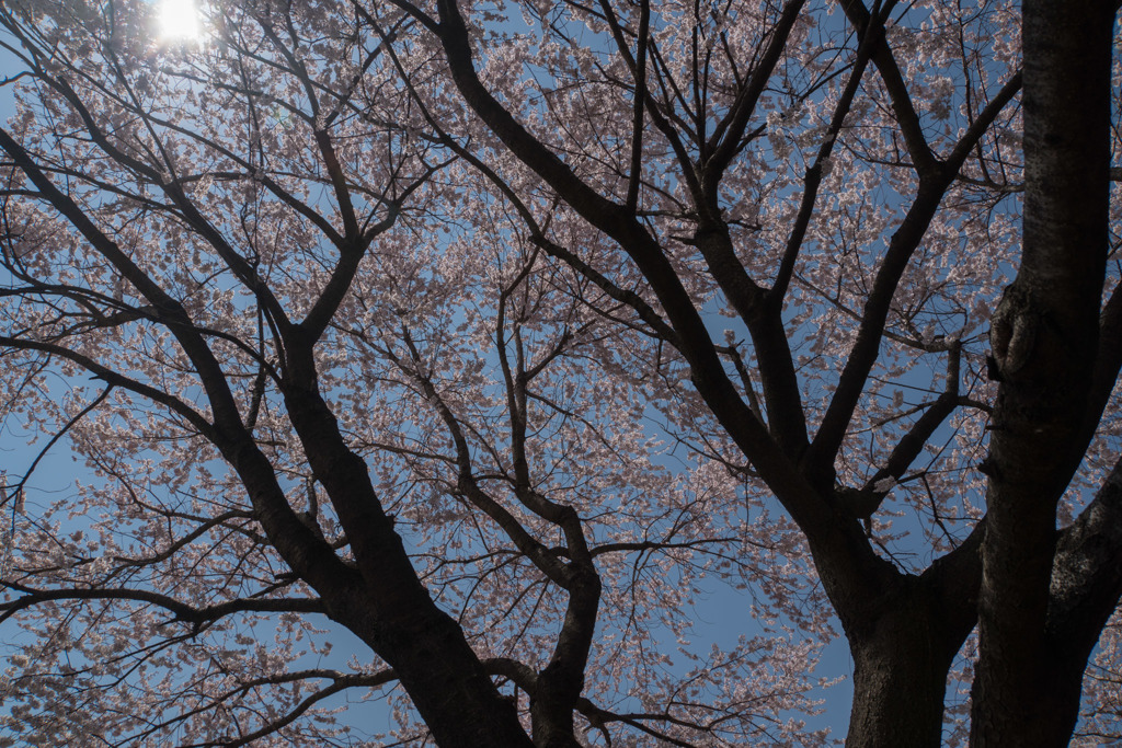 新宿御苑【桜：江戸彼岸】②20180325