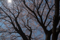 新宿御苑【桜：江戸彼岸】②20180325