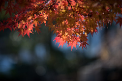 【ささぶねの道の紅葉】④20141123