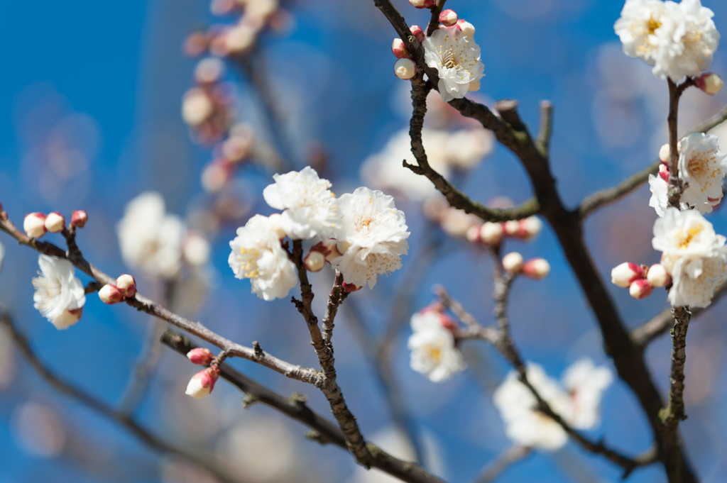 【小田原フラワーガーデン(明星)】②20150214