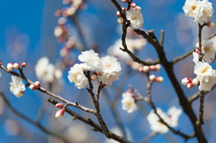 【小田原フラワーガーデン(明星)】②20150214