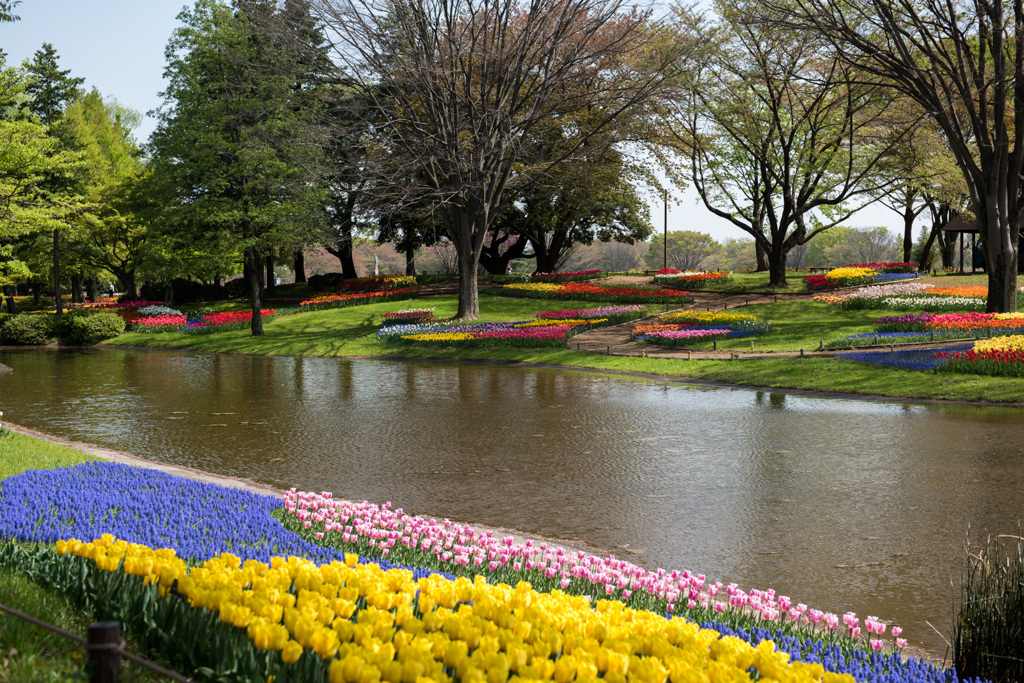 【昭和記念公園(渓流広場)】①20150418