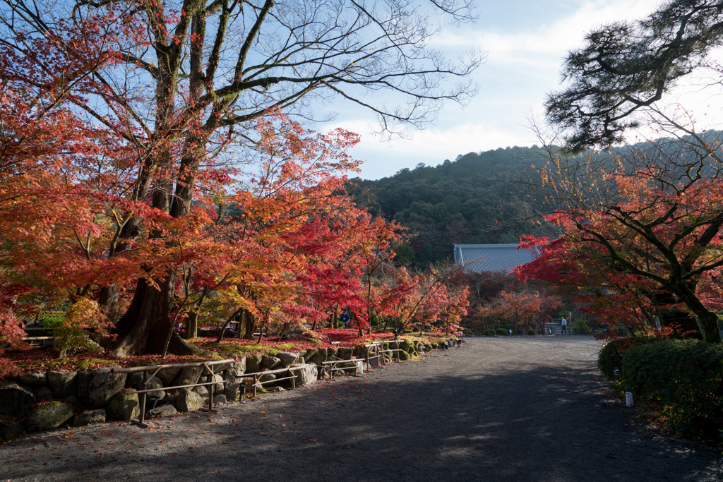 京都の紅葉【永観堂：遊歩道付近】①20201126