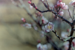 小田原FG【梅：紅冬至】②20190119