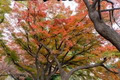 小石川植物園【カエデ並木の紅葉】③20181209