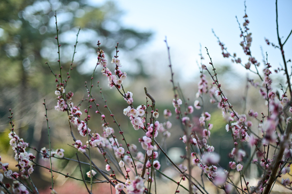 大倉山公園梅林【梅の花：八重旭】①20260206