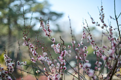 大倉山公園梅林【梅の花：八重旭】①20260206