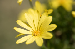 【庭の花(キララ)】20150429