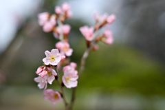 早春の新宿御苑【東海桜】①20240319