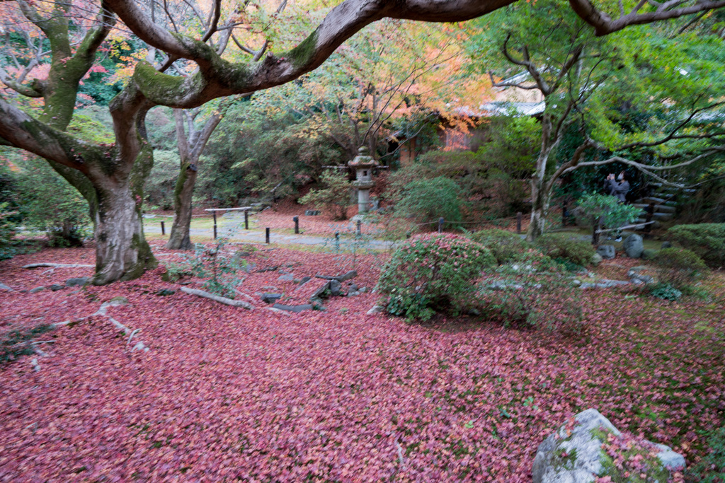 京都の紅葉【青蓮院門跡】③20201126