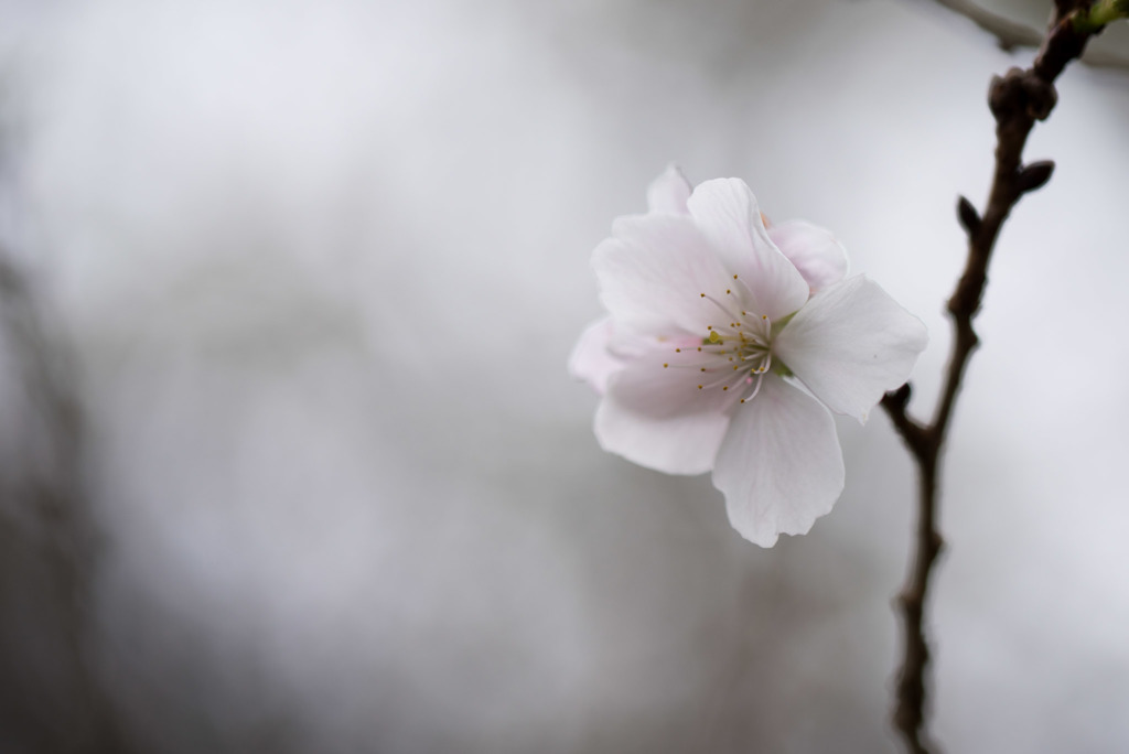 大船フラワーセンター【冬桜】20181118