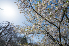 神代植物公園【寒咲大島】①20230319