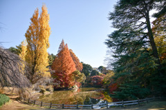 新宿御苑【下の池付近の紅葉】①20241206