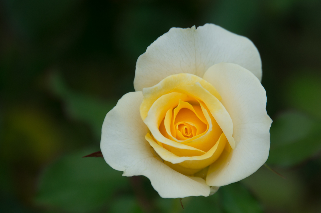 【花菜ガーデン(薔薇：和音)】20161010