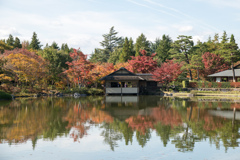 昭和記念公園【日本庭園：池周辺の紅葉】①20211106