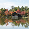 昭和記念公園【日本庭園：池周辺の紅葉】①20211106