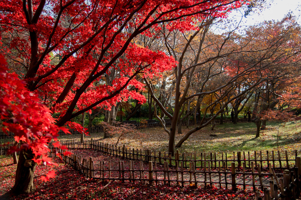 神代植物公園【かえで園の紅葉】⑥20201213
