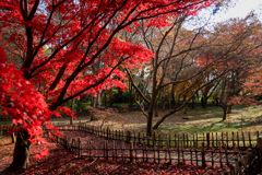 神代植物公園【かえで園の紅葉】⑥20201213