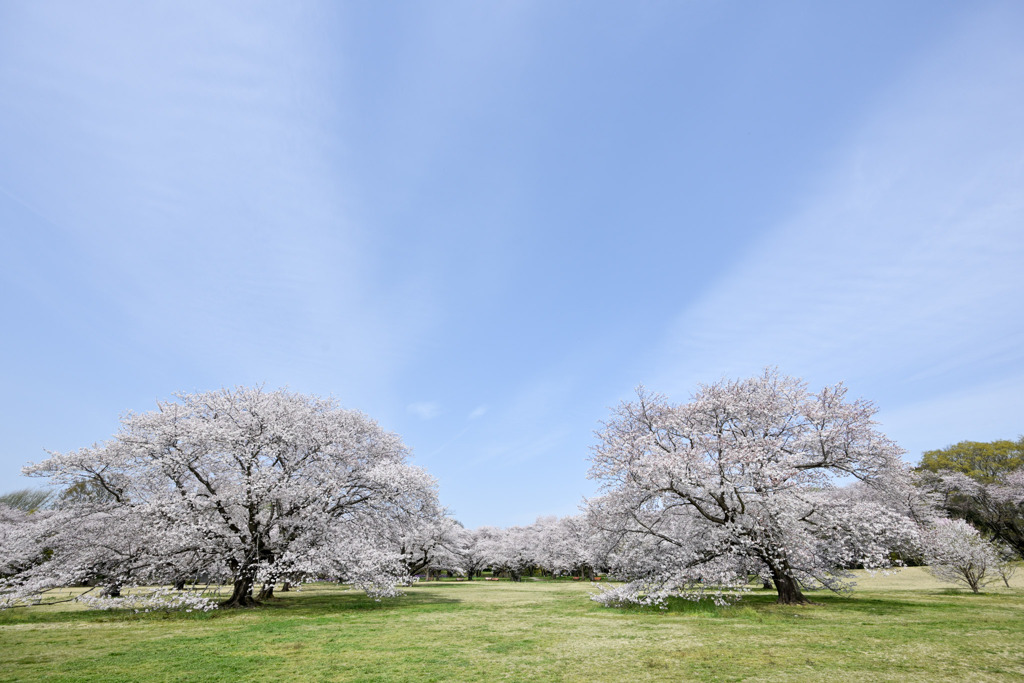 昭和記念公園【花の園の遠景】③20250408