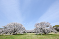 昭和記念公園【花の園の遠景】③20250408