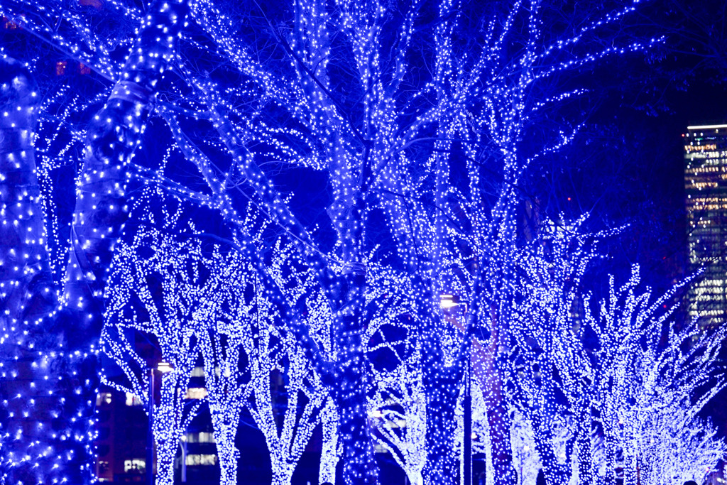 都内夜景巡り【青の洞窟：イルミネーション】③20251216