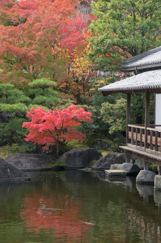 【好古園の紅葉】④20161116