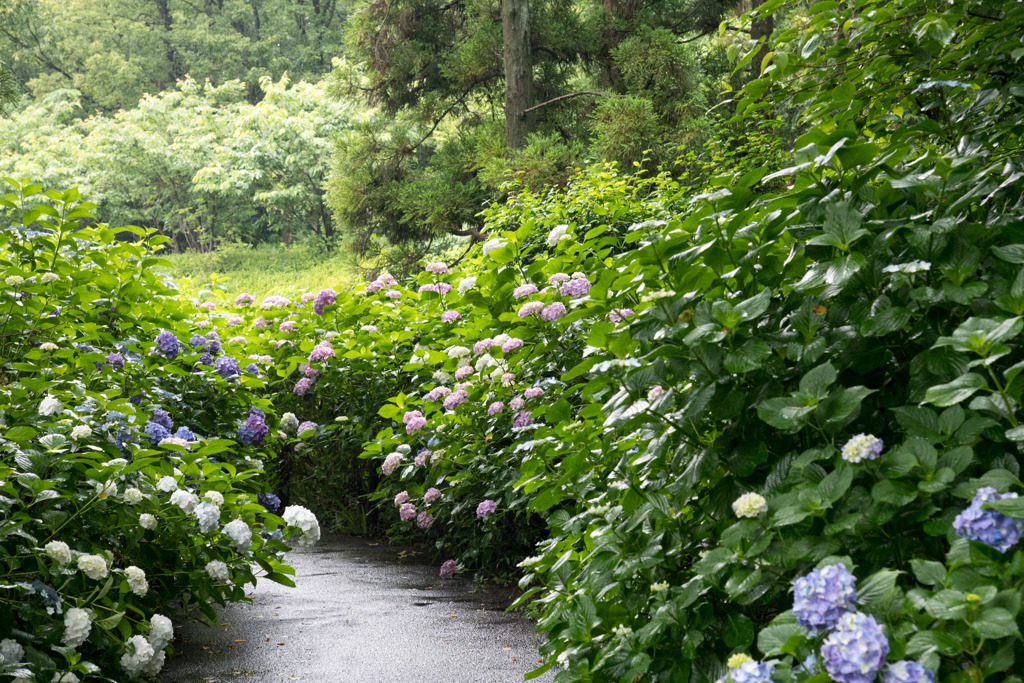 府中市郷土の森【アジサイの小径沿い】③20200614