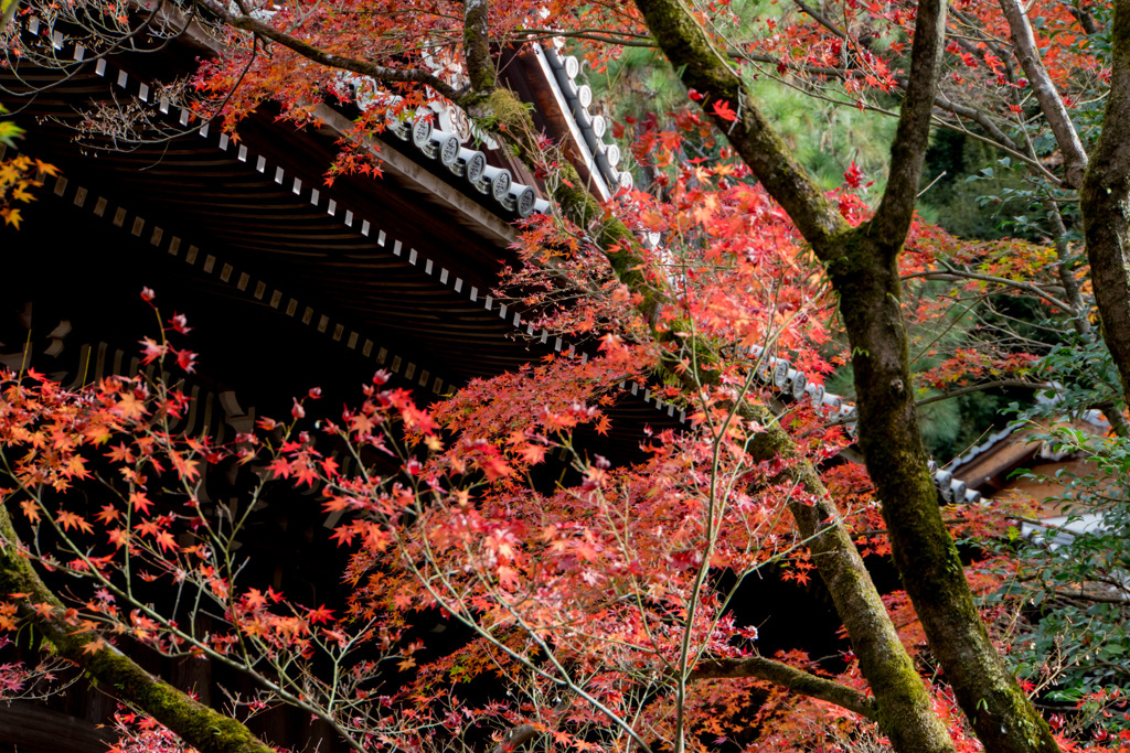 京都紅葉狩り【永観堂：紅葉】④20201123