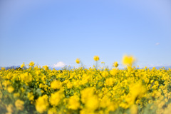 ソレイユの丘【菜の花畑のアップ】20250219