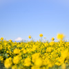ソレイユの丘【菜の花畑のアップ】20250219