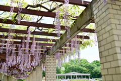 神代植物公園【棚藤の様子(六尺藤)】②20250429